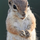 The species is now the nation's third highest-earning ground dweller.